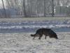 speuren-30-02-2010-b